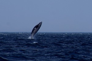 whale pic